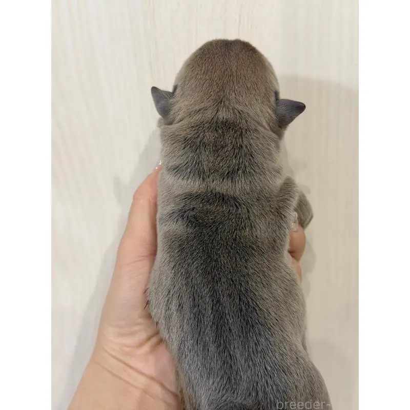 販売中の香川県のエキゾチックブリー-455478の2枚目