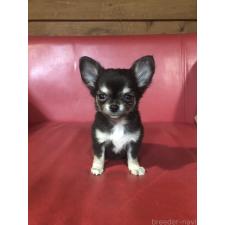 ♀︎チワワ(ロングコート)