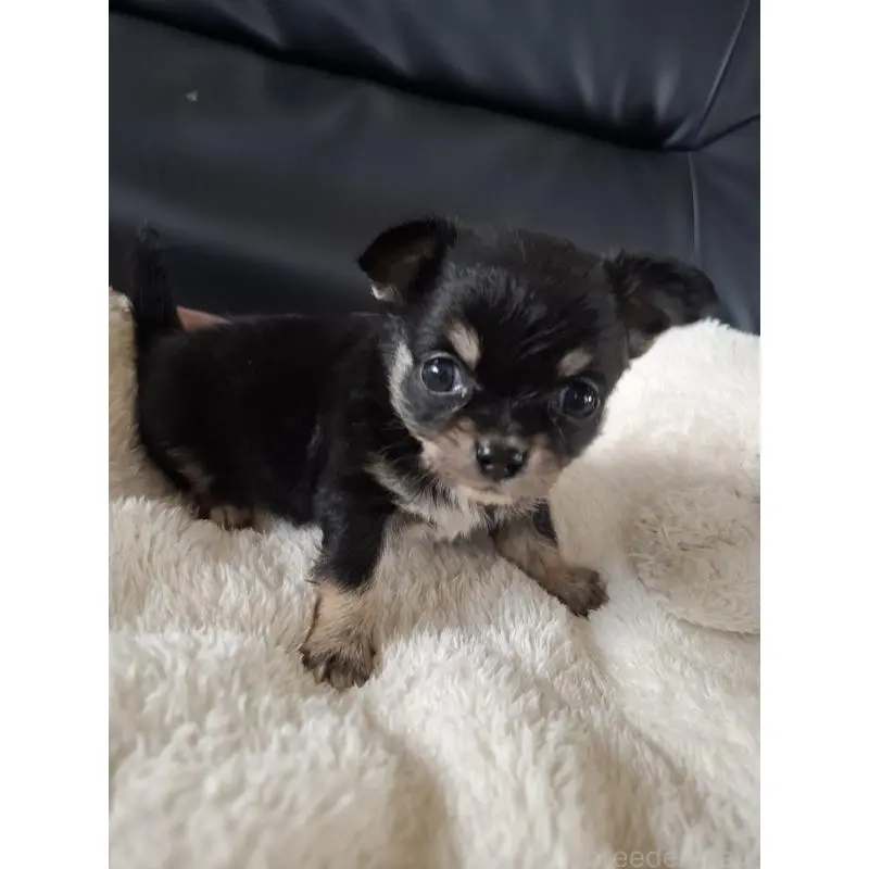 販売中の佐賀県のチワワ(ロングコート)-455707の2枚目