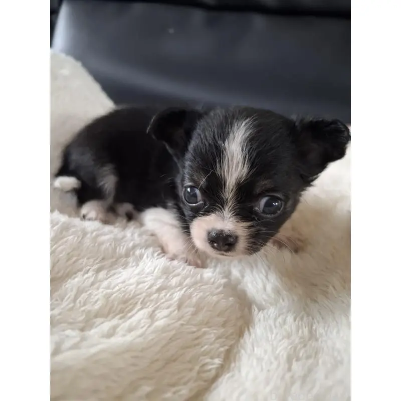 販売中の佐賀県のチワワ(ロングコート)-455706の2枚目