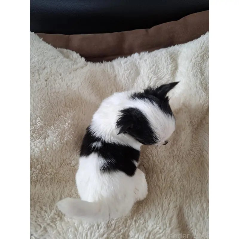 販売中の佐賀県のチワワ(ロングコート)-455708の2枚目