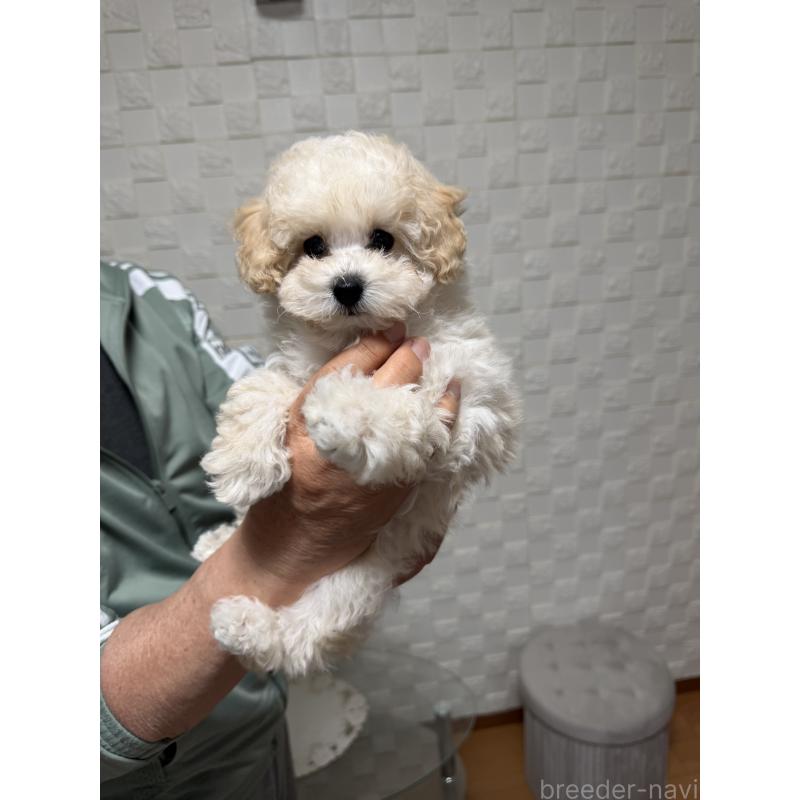 販売中の埼玉県のタイニープードル-447911