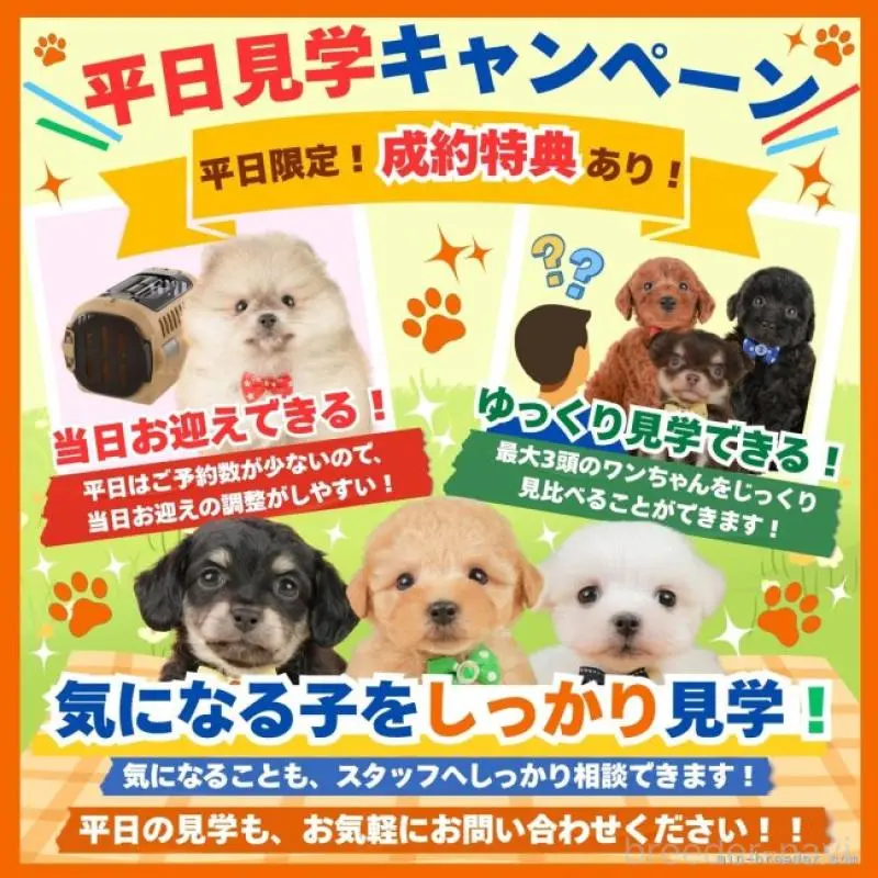 販売中の静岡県のビションプー:ビションフリーゼ×トイプードル-455700の18枚目