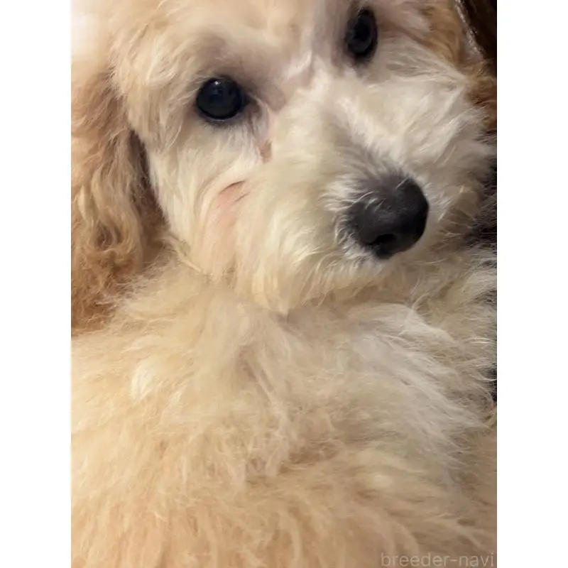 販売中の熊本県のトイプードル-455682の9枚目