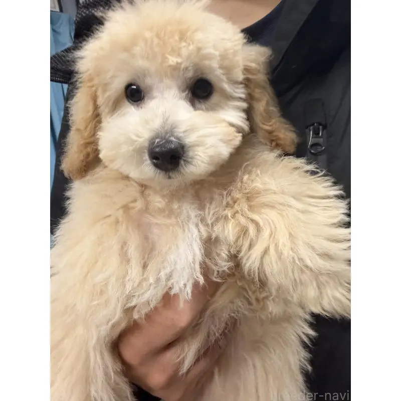 販売中の熊本県のトイプードル-455682の8枚目