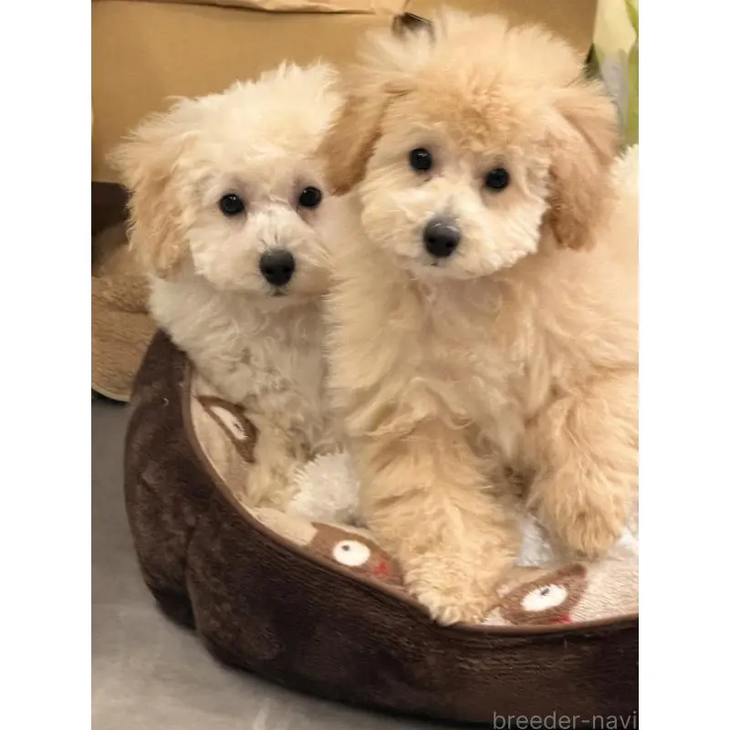 販売中の熊本県のトイプードル-455682の6枚目