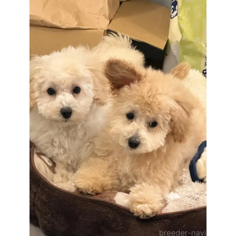 販売中の熊本県のトイプードル-455682の5枚目