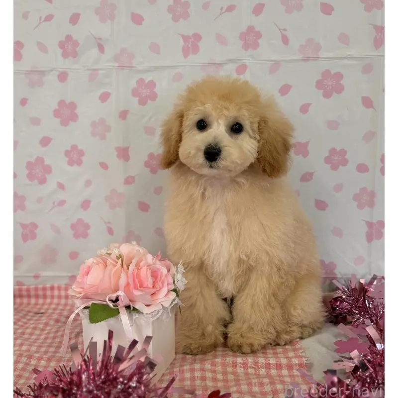 販売中の熊本県のトイプードル-455682の4枚目