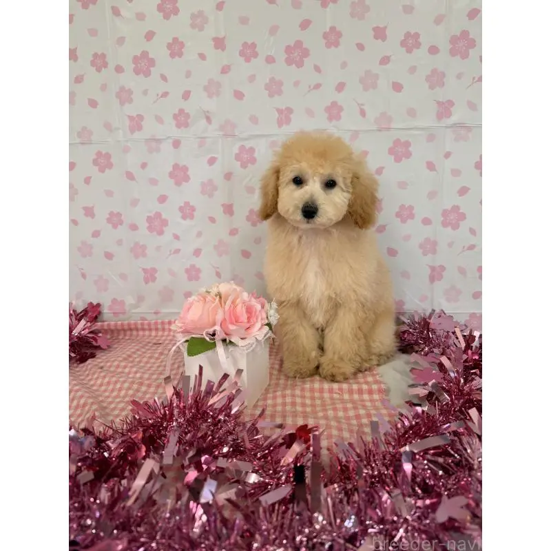 販売中の熊本県のトイプードル-455682の3枚目