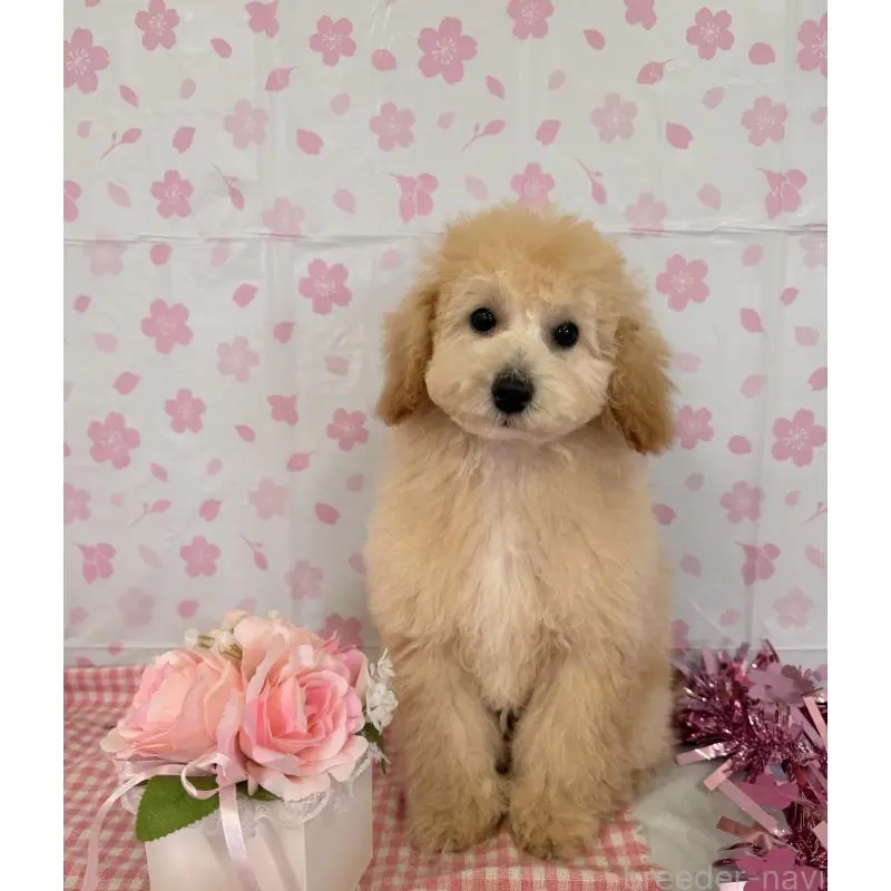 販売中の熊本県のトイプードル-455682の2枚目