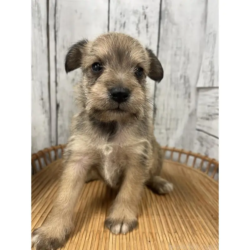 販売中の山梨県のミックス犬-455692の3枚目