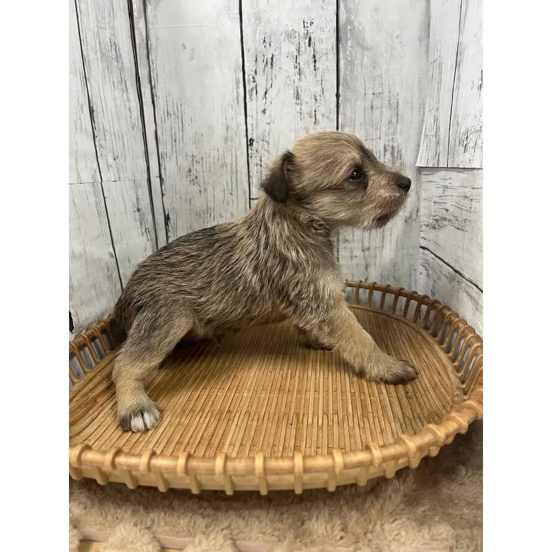 販売中の山梨県のミックス犬-455692の2枚目