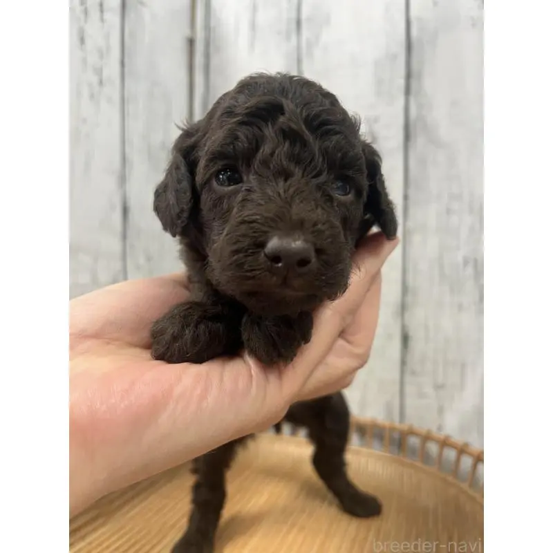 販売中の山梨県のトイプードル-455695の6枚目