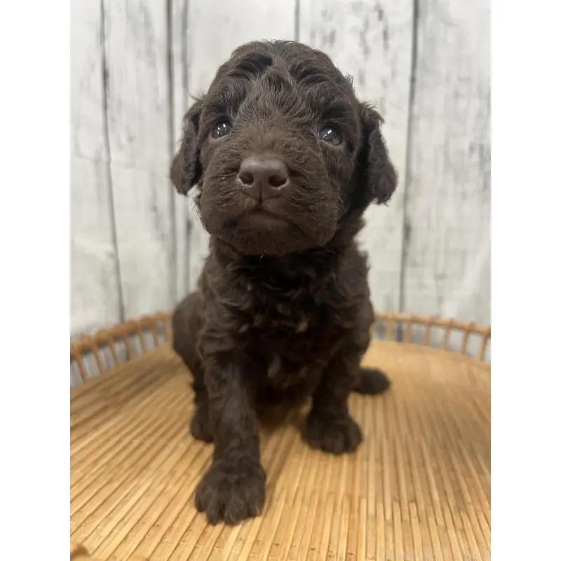 販売中の山梨県のトイプードル-455695の4枚目