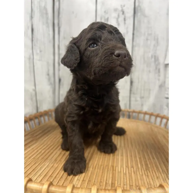 販売中の山梨県のトイプードル-455695の3枚目