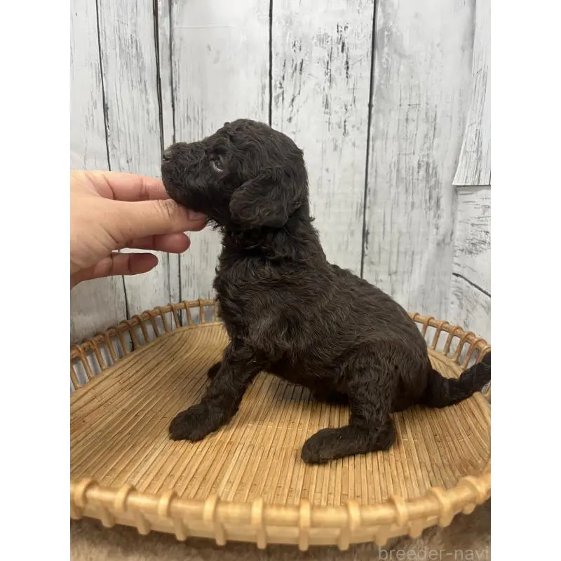 販売中の山梨県のトイプードル-455695の2枚目