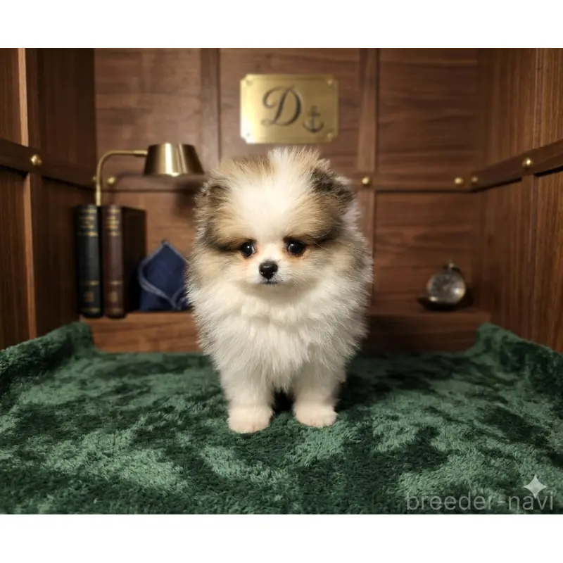 販売中の静岡県のポメラニアン-455696の11枚目