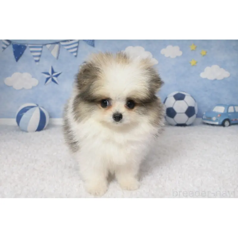 販売中の静岡県のポメラニアン-455696の10枚目