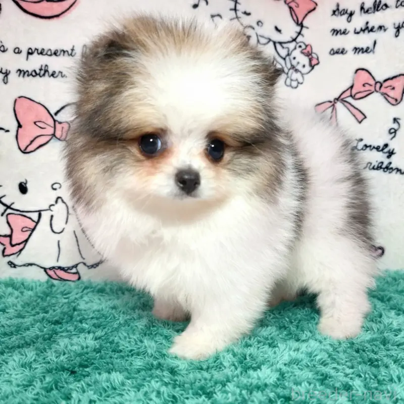 販売中の静岡県のポメラニアン-455696の9枚目