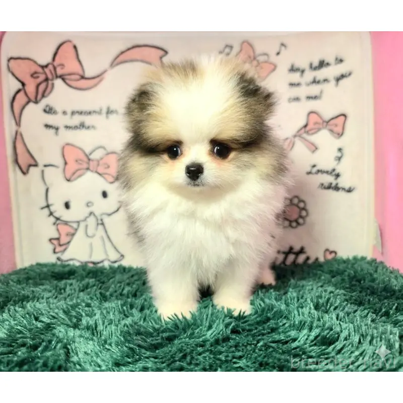 販売中の静岡県のポメラニアン-455696の8枚目