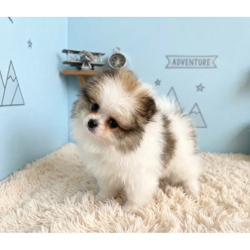 販売中の静岡県のポメラニアン-455696の7枚目