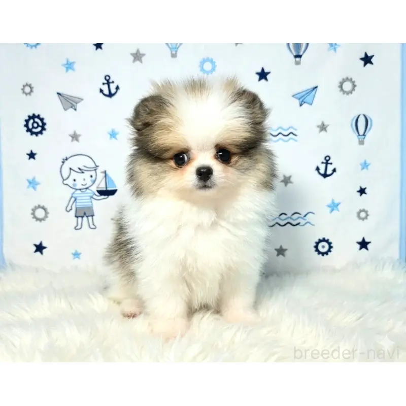 販売中の静岡県のポメラニアン-455696の6枚目