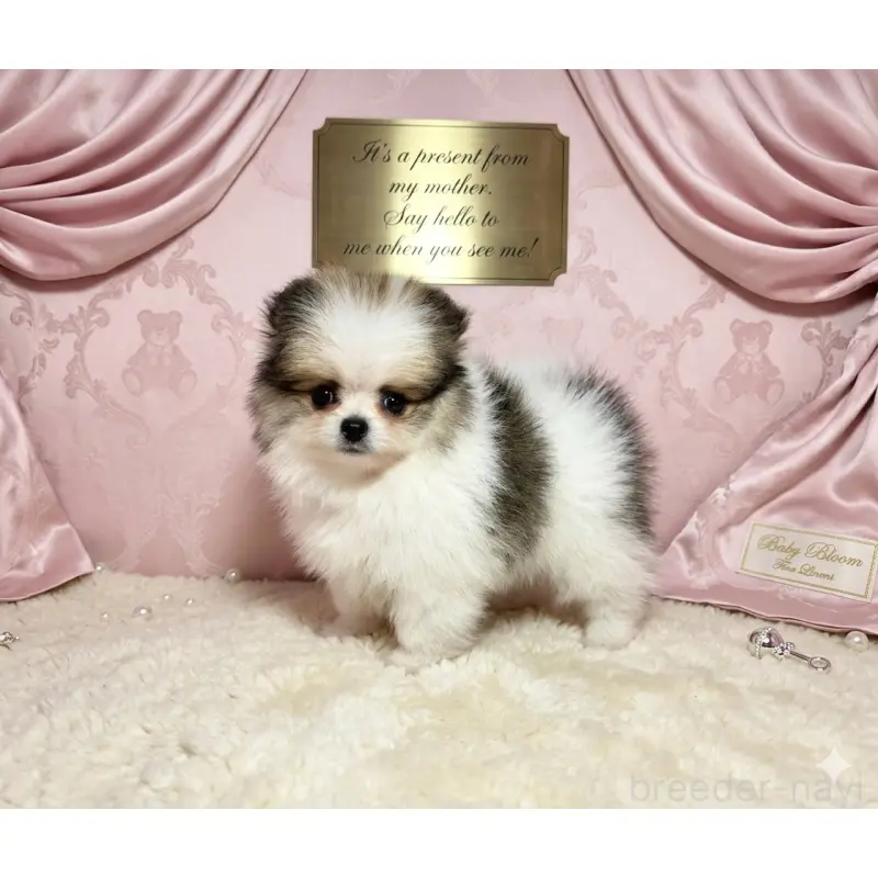 販売中の静岡県のポメラニアン-455696の5枚目