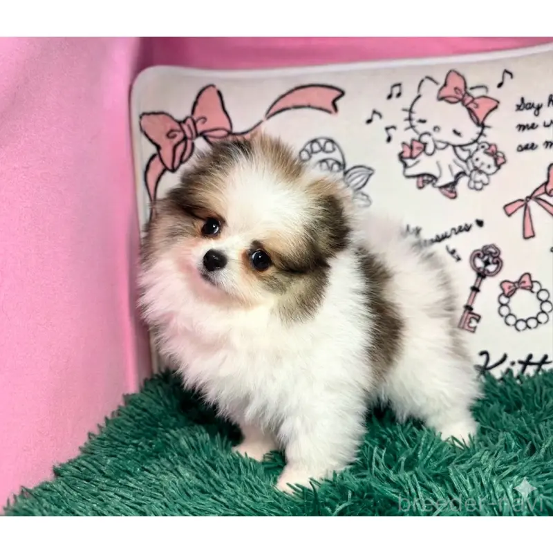 販売中の静岡県のポメラニアン-455696の4枚目