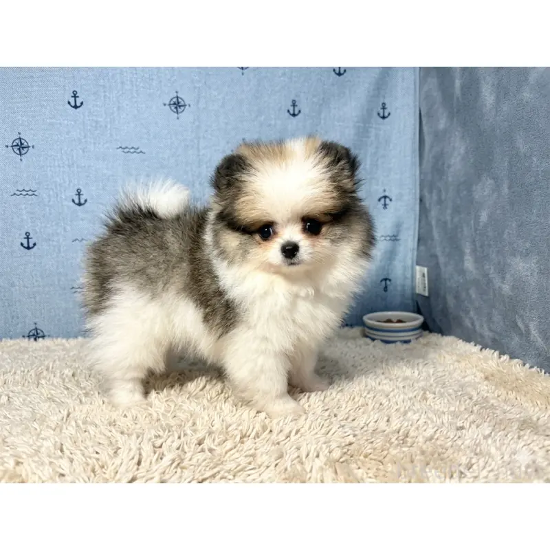 販売中の静岡県のポメラニアン-455696の3枚目