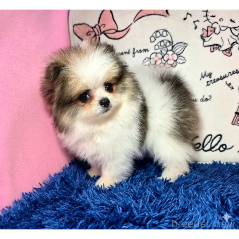 販売中の静岡県のポメラニアン-455696の2枚目