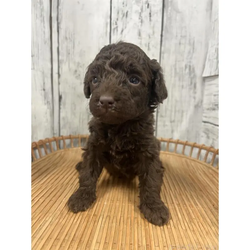 販売中の山梨県のトイプードル-455697の7枚目