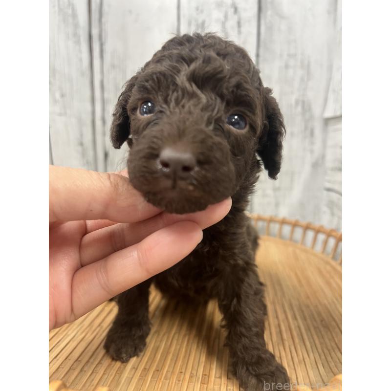 販売中の山梨県のトイプードル-455697の6枚目