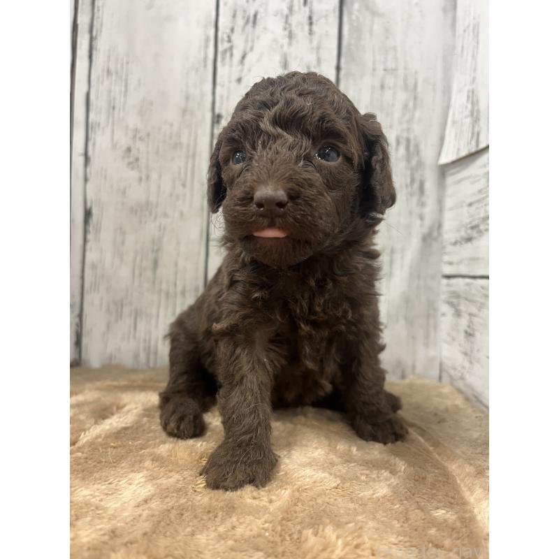 販売中の山梨県のトイプードル-455697の5枚目