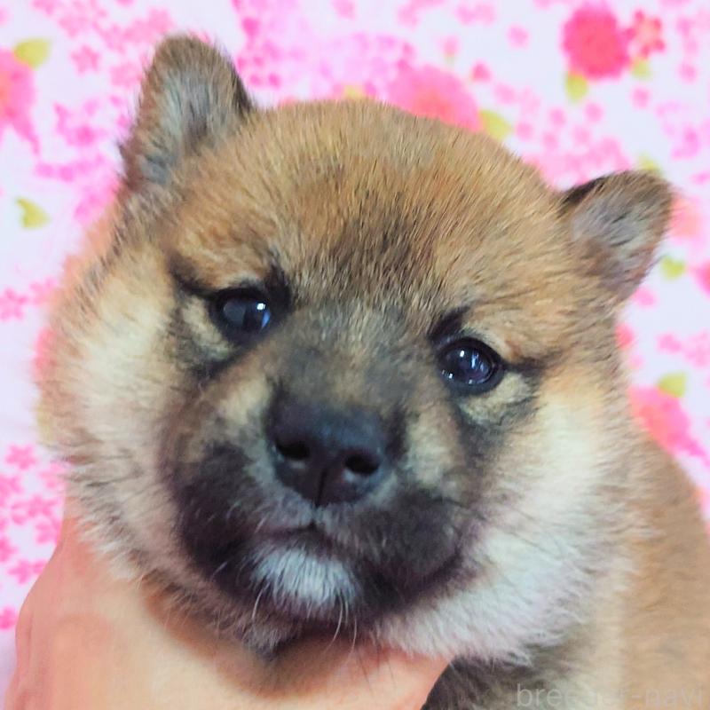 販売中の大阪府の柴犬-454743