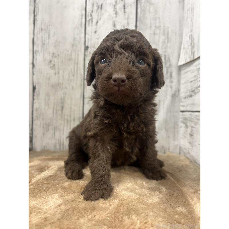 販売中の山梨県のトイプードル-455697の4枚目