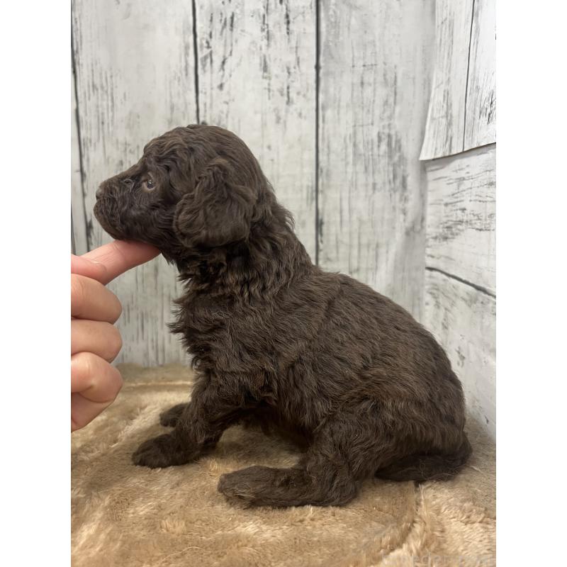 販売中の山梨県のトイプードル-455697の2枚目