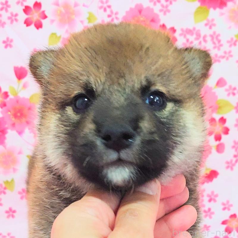 販売中の大阪府の柴犬-454742