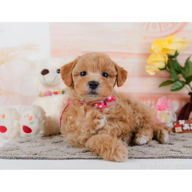 販売中の静岡県のビションプー:ビションフリーゼ×トイプードル-455699の9枚目