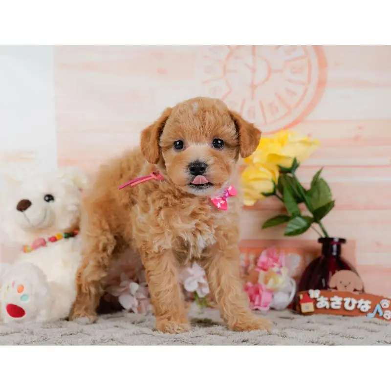 販売中の静岡県のビションプー:ビションフリーゼ×トイプードル-455699の8枚目