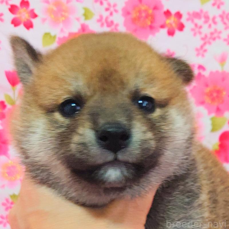 販売中の大阪府の柴犬-454741