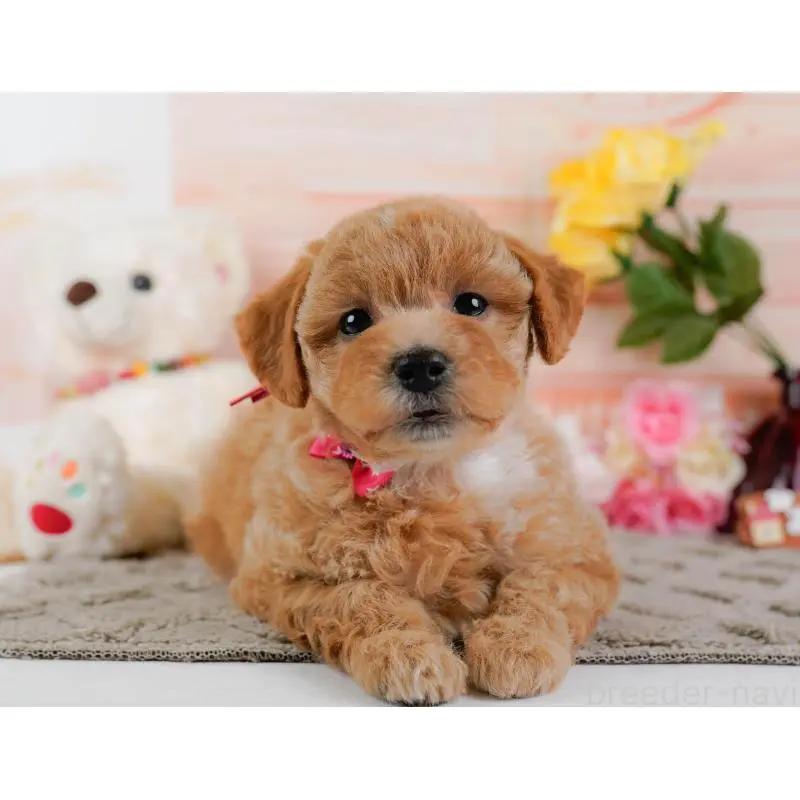 販売中の静岡県のビションプー:ビションフリーゼ×トイプードル-455699の5枚目