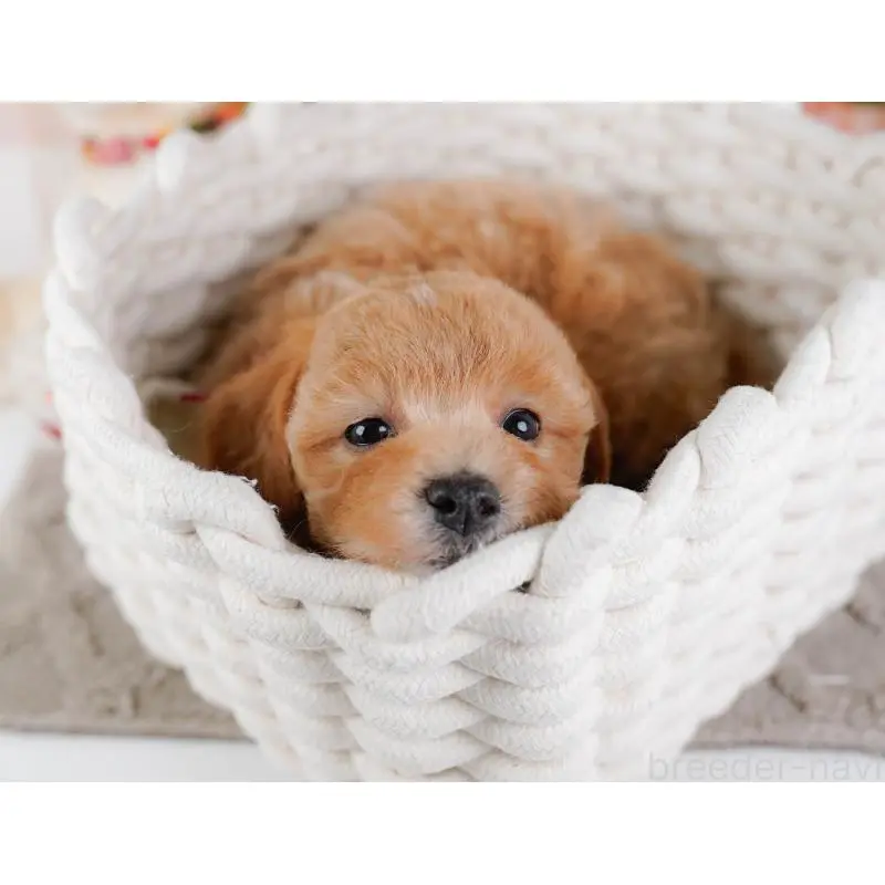 販売中の静岡県のビションプー:ビションフリーゼ×トイプードル-455699の4枚目