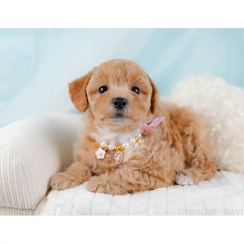 販売中の静岡県のビションプー:ビションフリーゼ×トイプードル-455699の3枚目