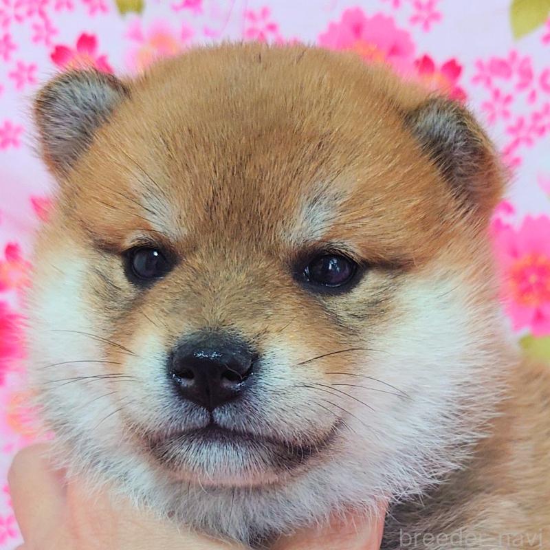 販売中の大阪府の柴犬-454740