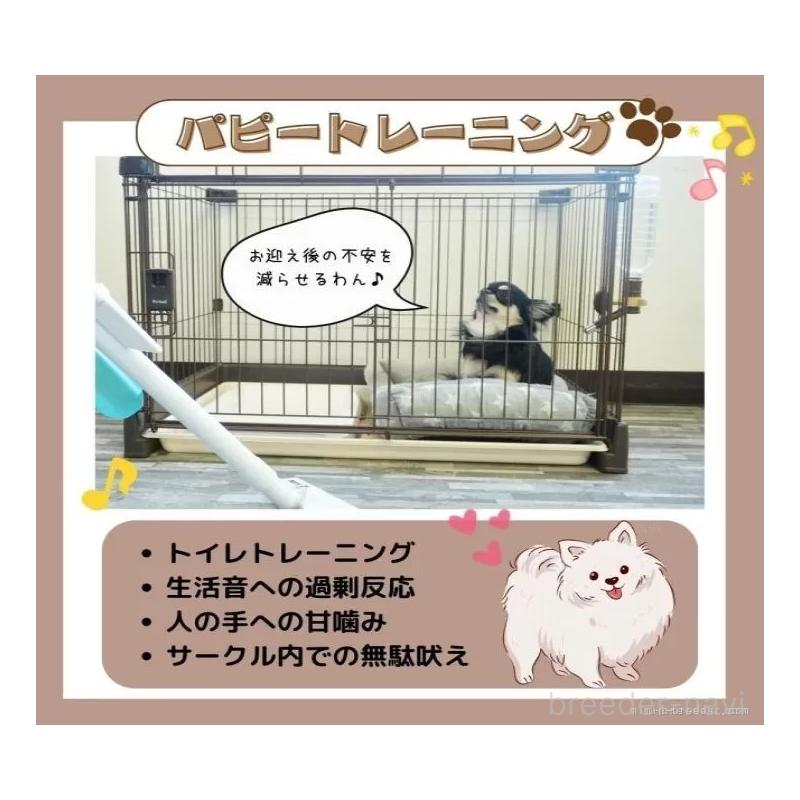 販売中の静岡県のミックス犬-455701の3枚目
