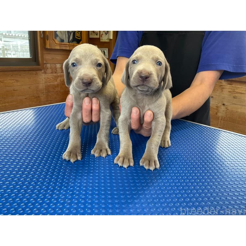 販売中の千葉県のワイマラナー-455702の2枚目