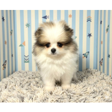 オンライン見学