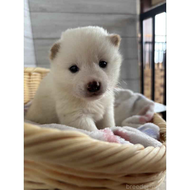 販売中の静岡県の柴犬-455709の8枚目