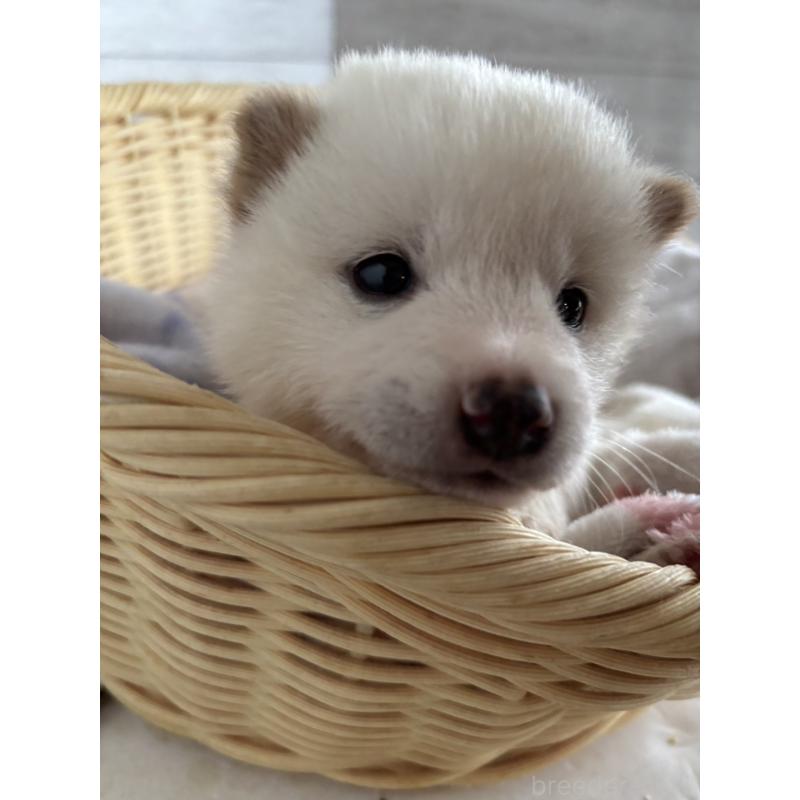 販売中の静岡県の柴犬-455709の7枚目