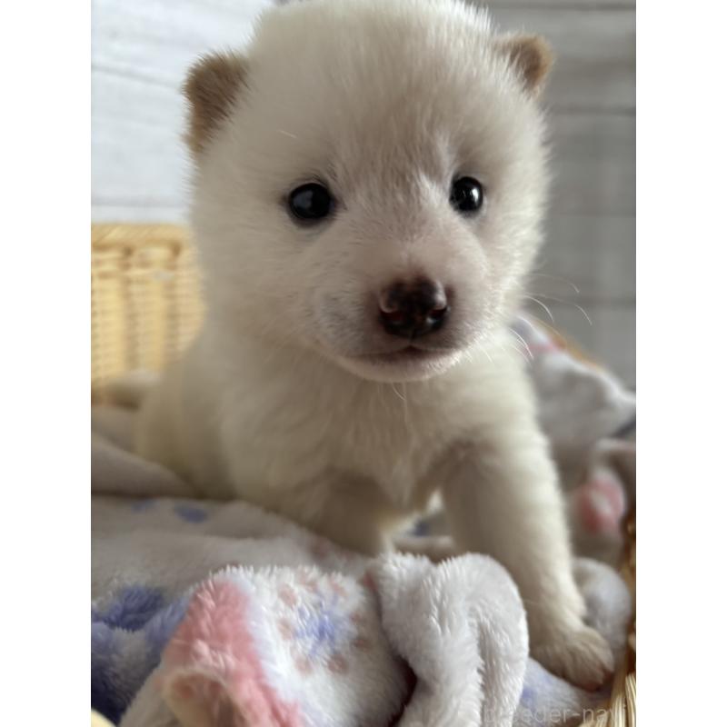 販売中の静岡県の柴犬-455709の6枚目